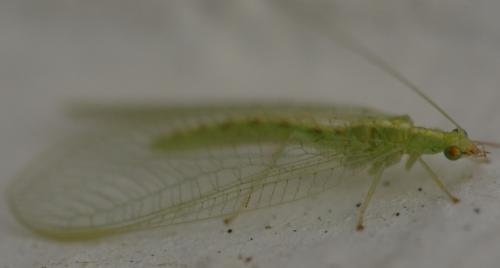 Réf. 218 151 : Chrysoperla sp.